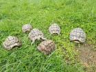 Griechische Landschildkröten Männlich 7 bis 9 Jahre alt